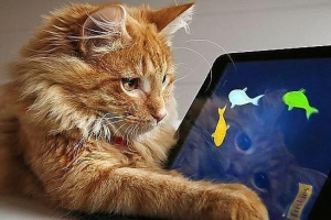 Специални игри за котки на таблета Специални игри за котки на таблета